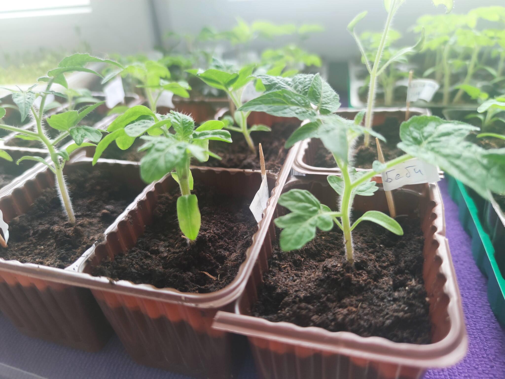 Tomatoes in apartment 2022 - My, Hobby, Tomatoes, Vegetable garden on the windowsill, Vegetable garden in the city, Seedling, Boasting, Housewife, Dive, Longpost