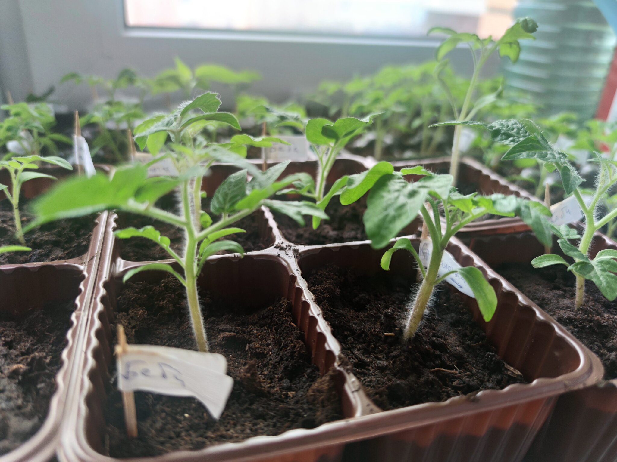 Tomatoes in apartment 2022 - My, Hobby, Tomatoes, Vegetable garden on the windowsill, Vegetable garden in the city, Seedling, Boasting, Housewife, Dive, Longpost