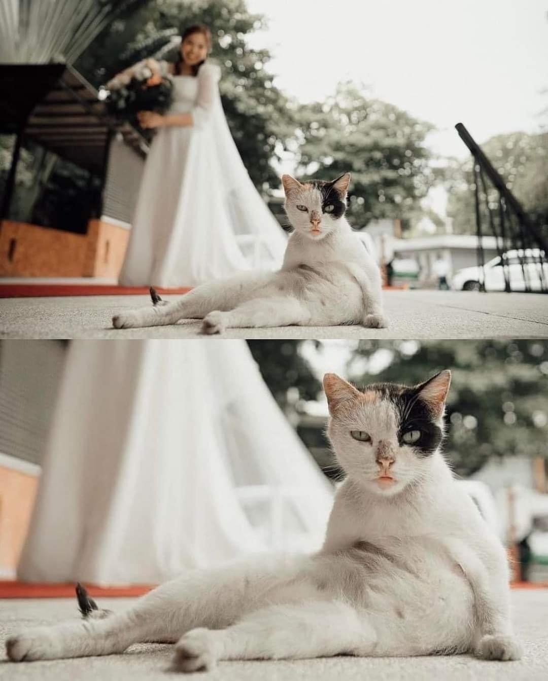 Successfully sphotombila - cat, Bride