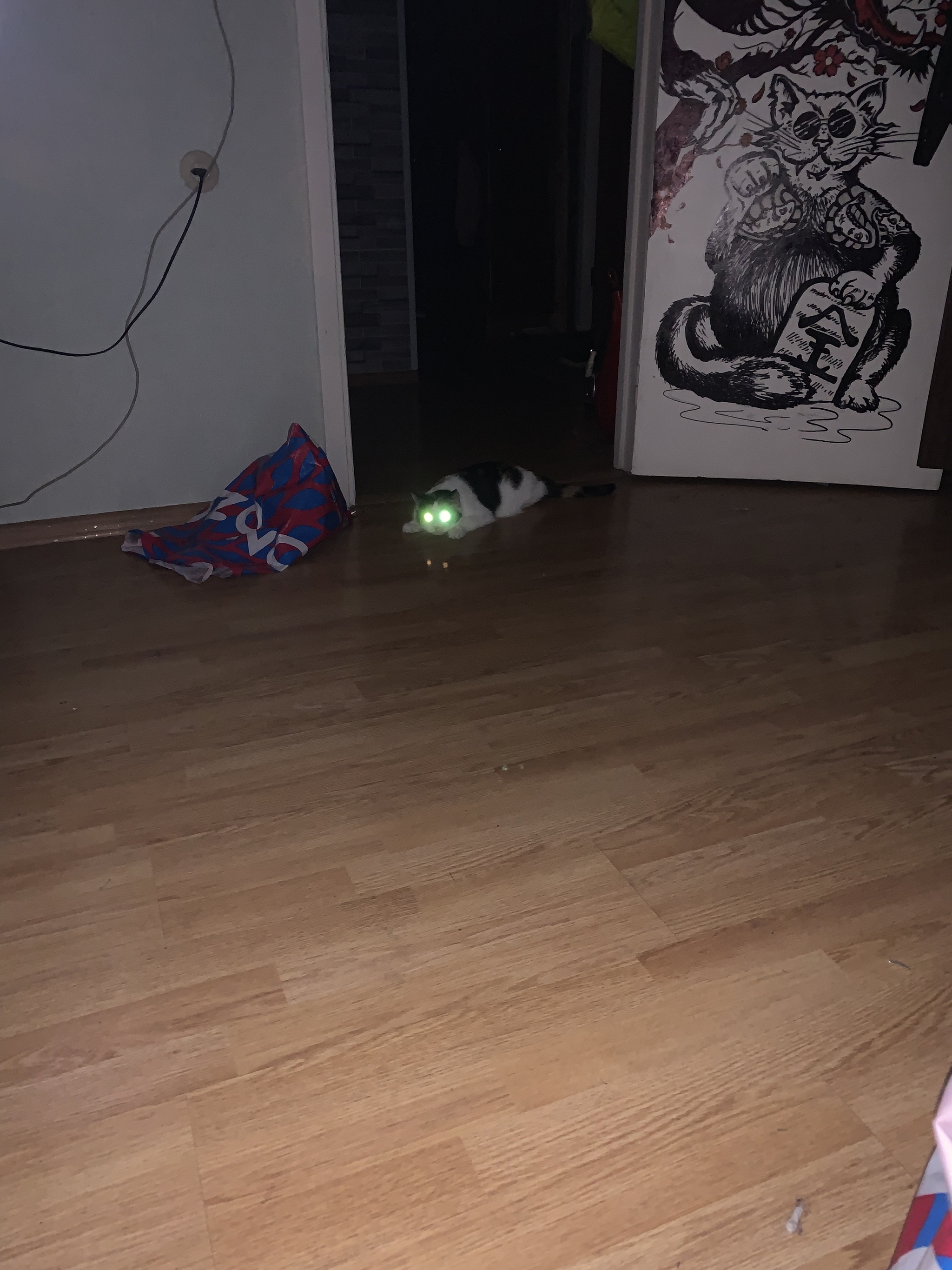 Night Games) - My, Tricolor cat, Eyes, Hunting, Night