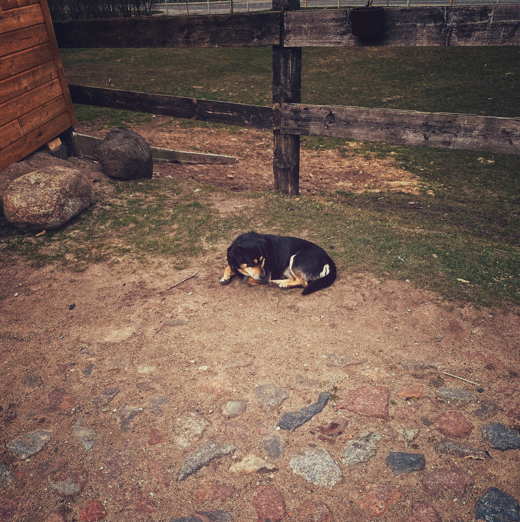 Entry #2. Schaaken Castle - My, Lock, Shaaken, Kaliningrad, Kaliningrad region, Story, Travels, Animals, sights, Longpost