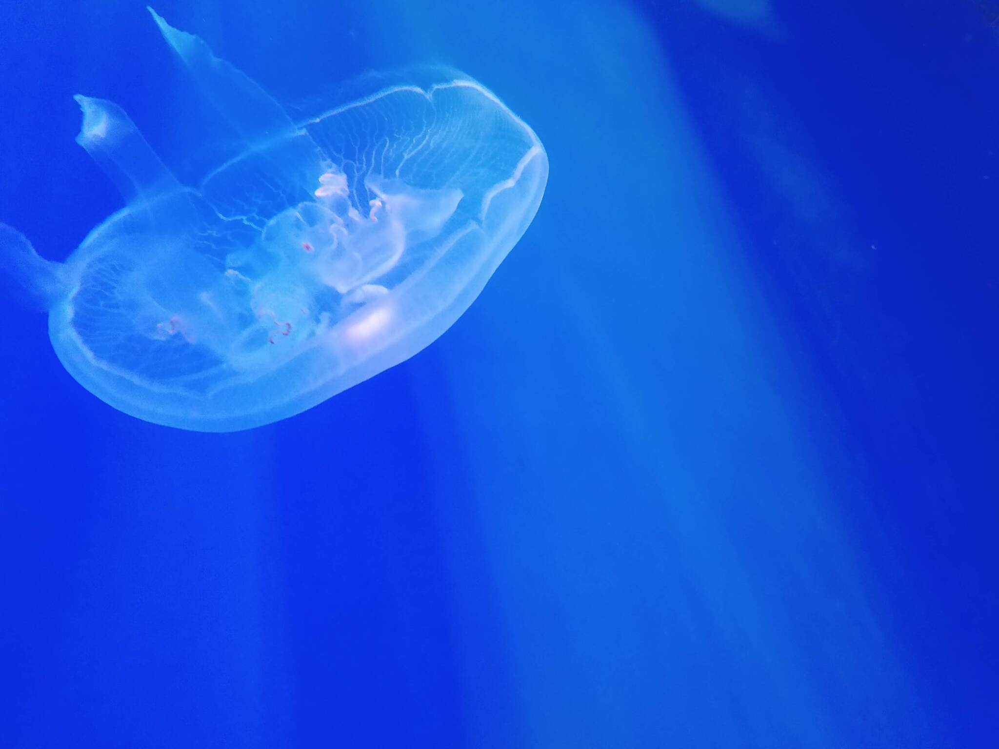 A little bit of jellyfish - My, Mobile photography, Photo on sneaker, Soap, Longpost