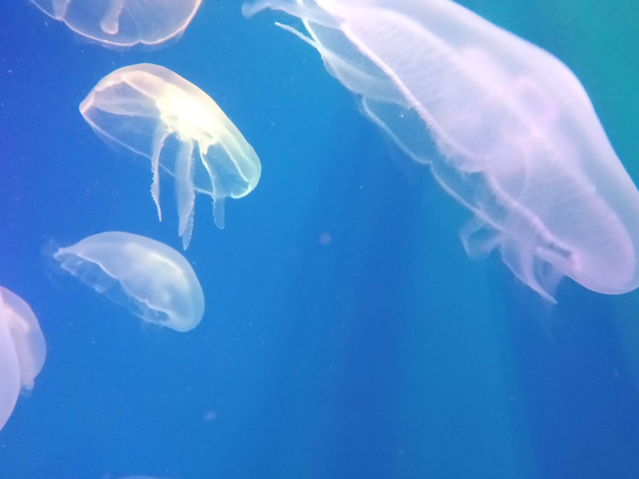 A little bit of jellyfish - My, Mobile photography, Photo on sneaker, Soap, Longpost