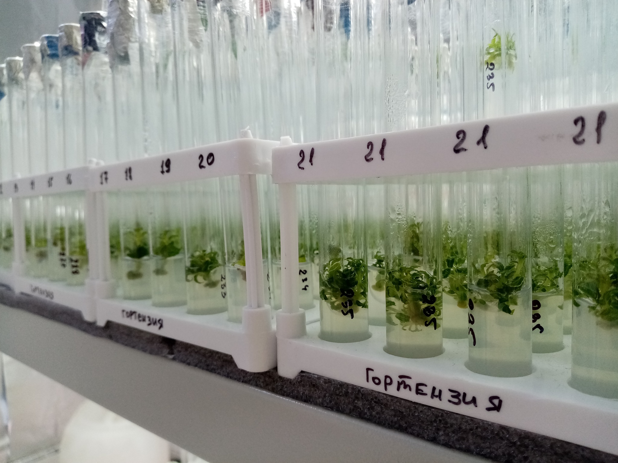 клонирования растений