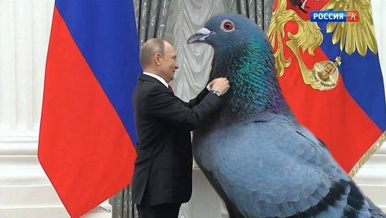 Presented for the award - Politics, Joe Biden, Pigeon, Memes, Vladimir Putin