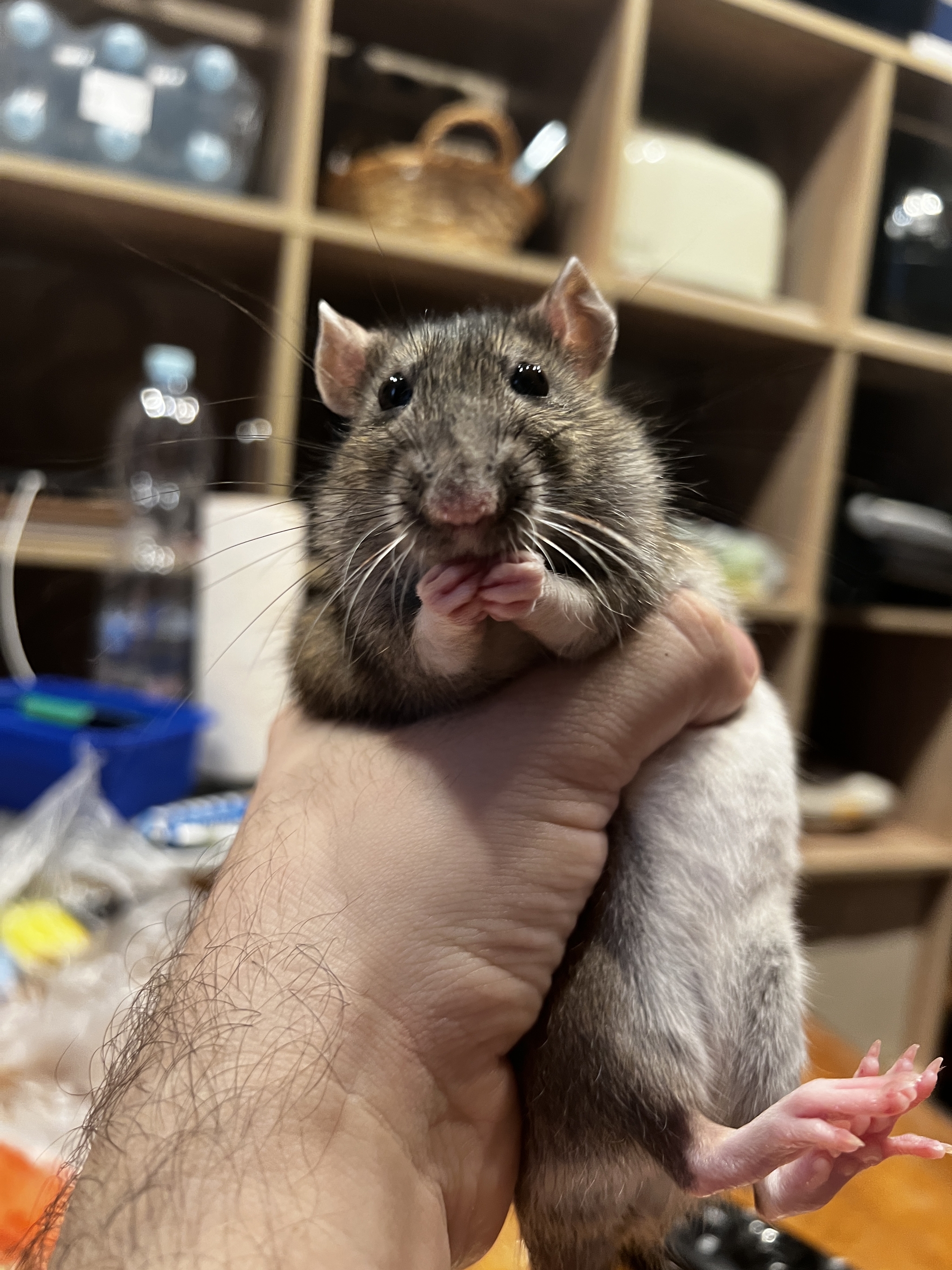 Our Brisha) - My, Rat, Pets, Decorative rats