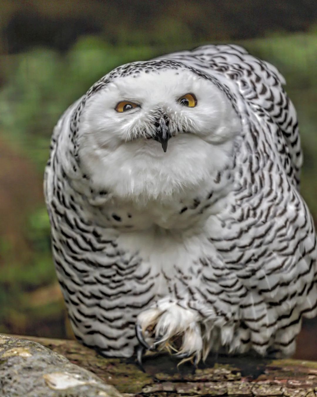 Snowy owl in all its glory - White owl, Predator birds, Birds, Wild animals, Owl, Zoo, Japan, Longpost, Polar owl