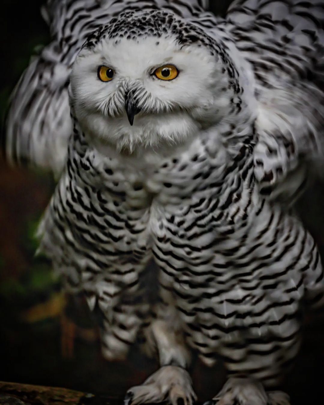 Snowy owl in all its glory - White owl, Predator birds, Birds, Wild animals, Owl, Zoo, Japan, Longpost, Polar owl