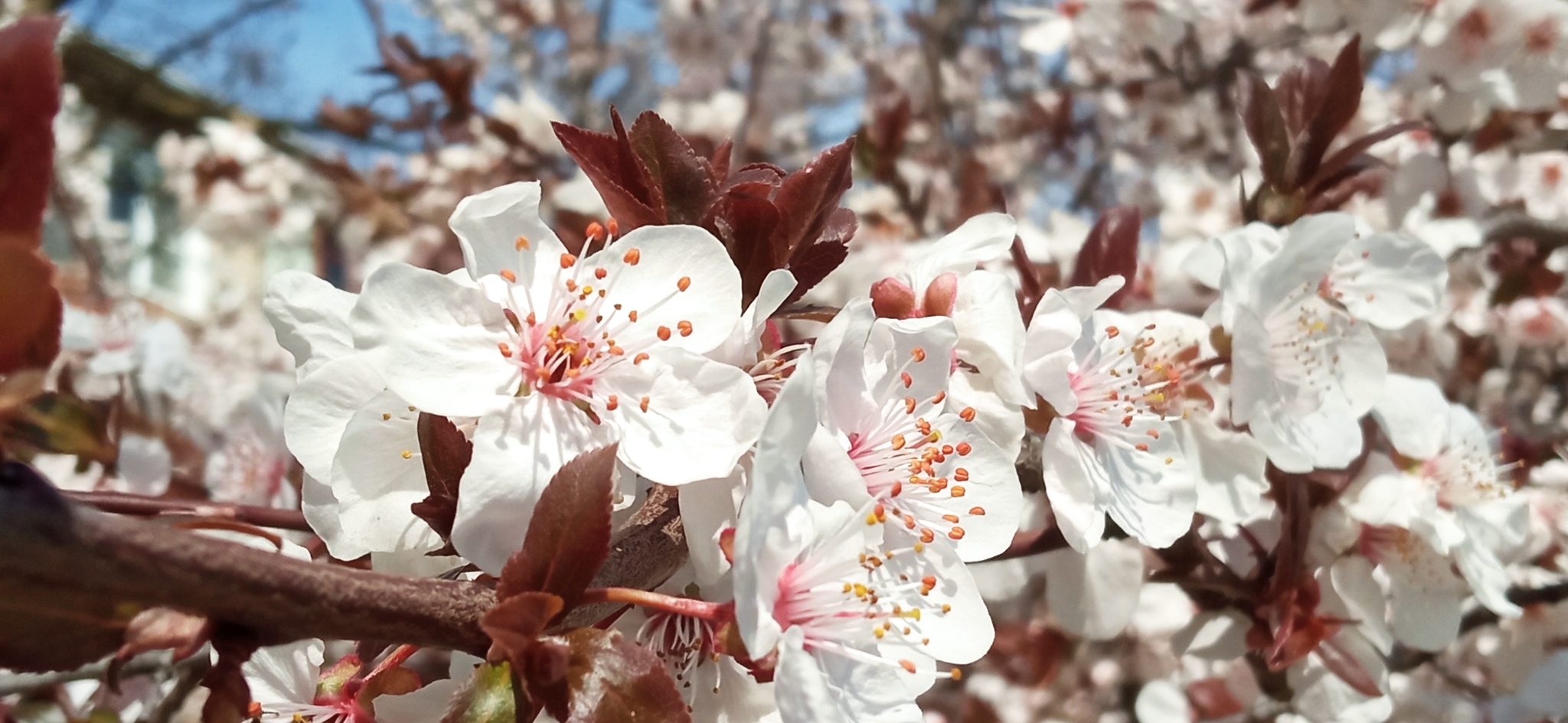 Red cherry plum. Picture with smell - Flowers, South, Краснодарский Край, Spring