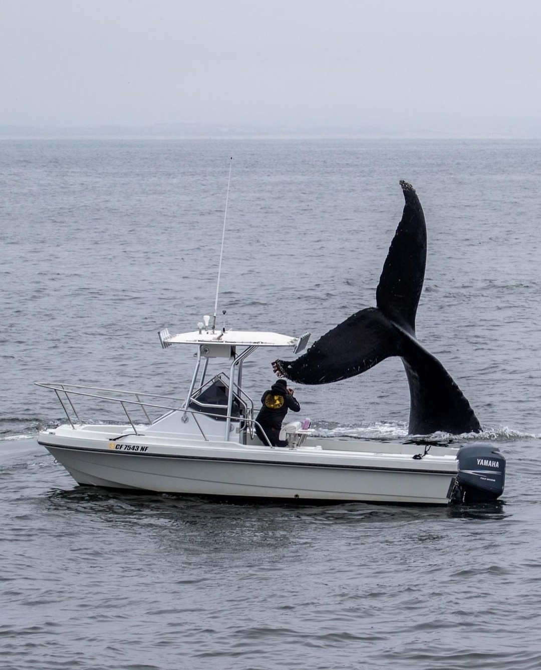 Tail - The photo, Wild animals, Marine life, Tail, Longpost