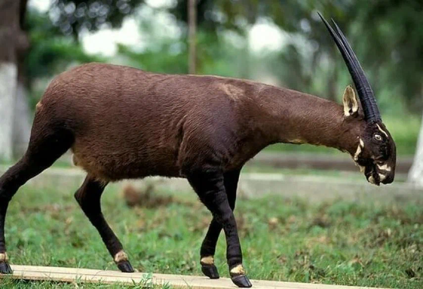 Saola: One of the greatest biological discoveries of the 20th century. A large animal that was discovered only 30 years ago - Antelope, Goat, Animal book, Yandex Zen, Rare view, Longpost