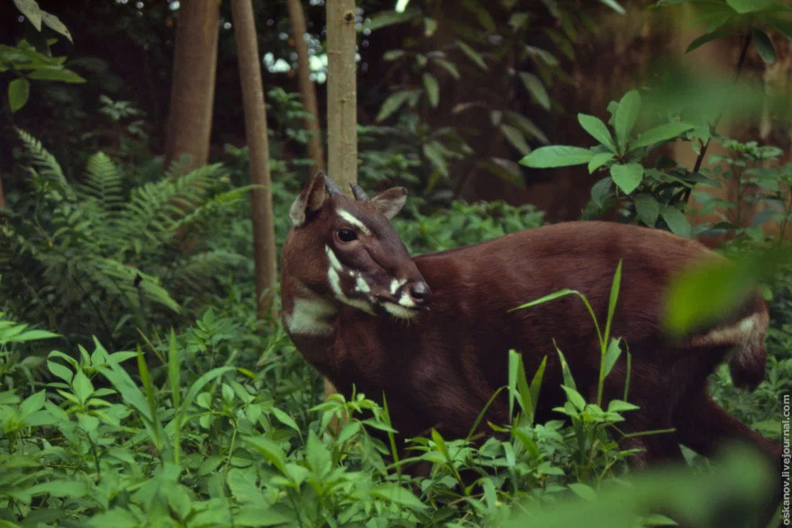 Saola: One of the greatest biological discoveries of the 20th century. A large animal that was discovered only 30 years ago - Antelope, Goat, Animal book, Yandex Zen, Rare view, Longpost