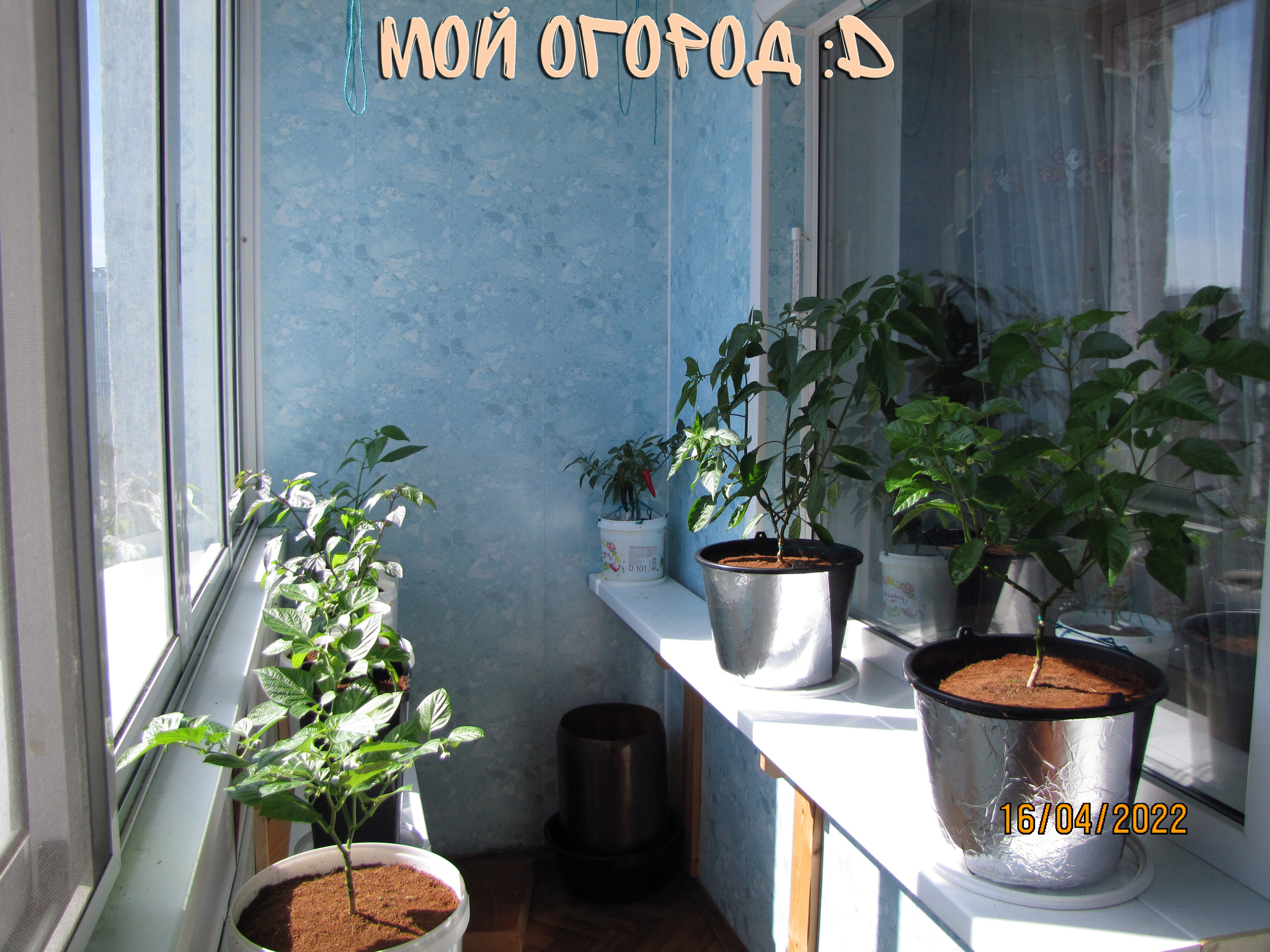 Season 22. How to grow peppers on the windowsill. Superhots. Sixth month - My, Pepper, Hot peppers, Hydroponics, Vegetable garden on the windowsill, Pepper farming, Longpost