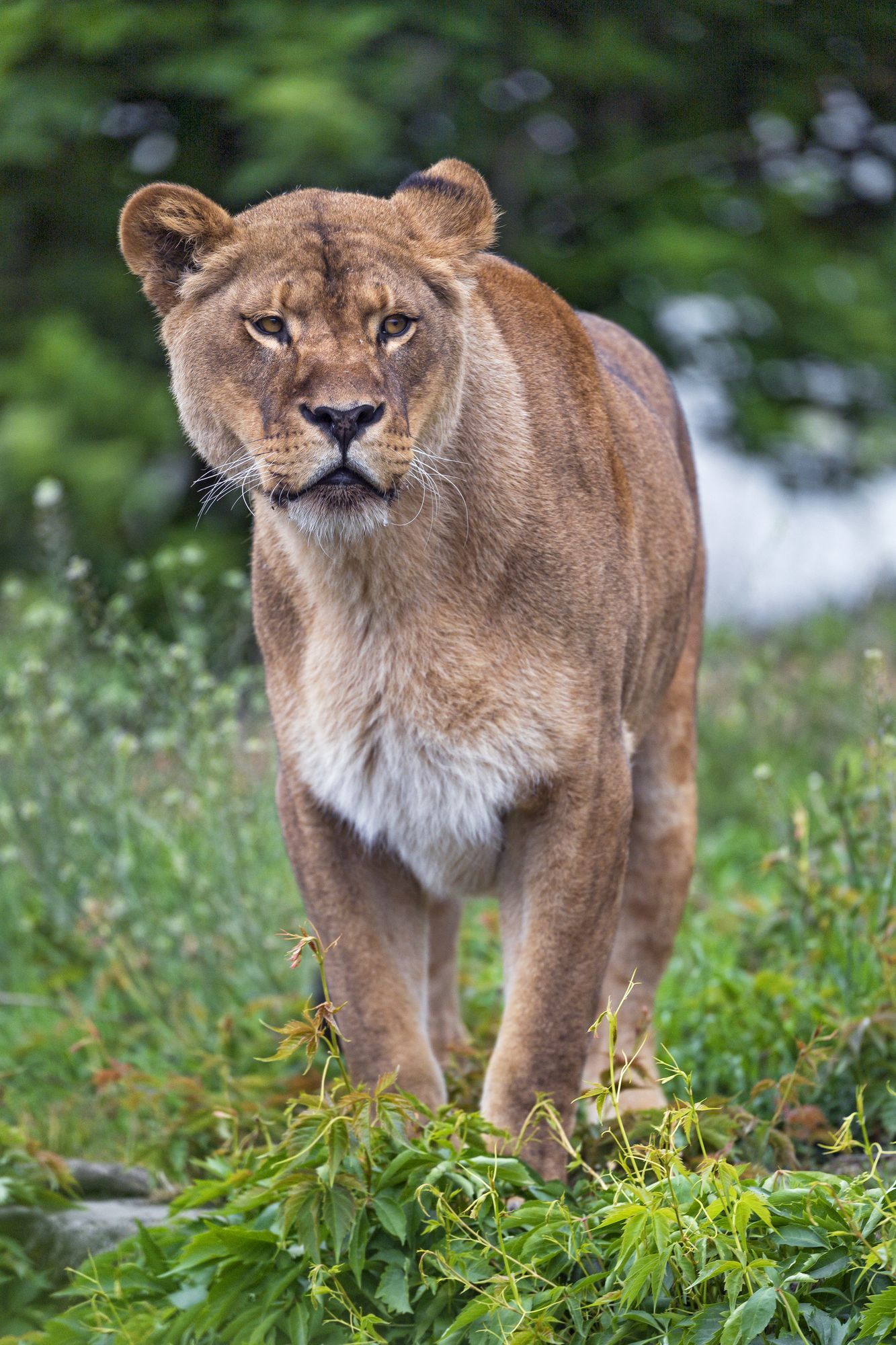 Lions - a lion, Lioness, Big cats, Cat family, Predatory animals, Wild animals, Zoo, The photo, Longpost, King of beasts