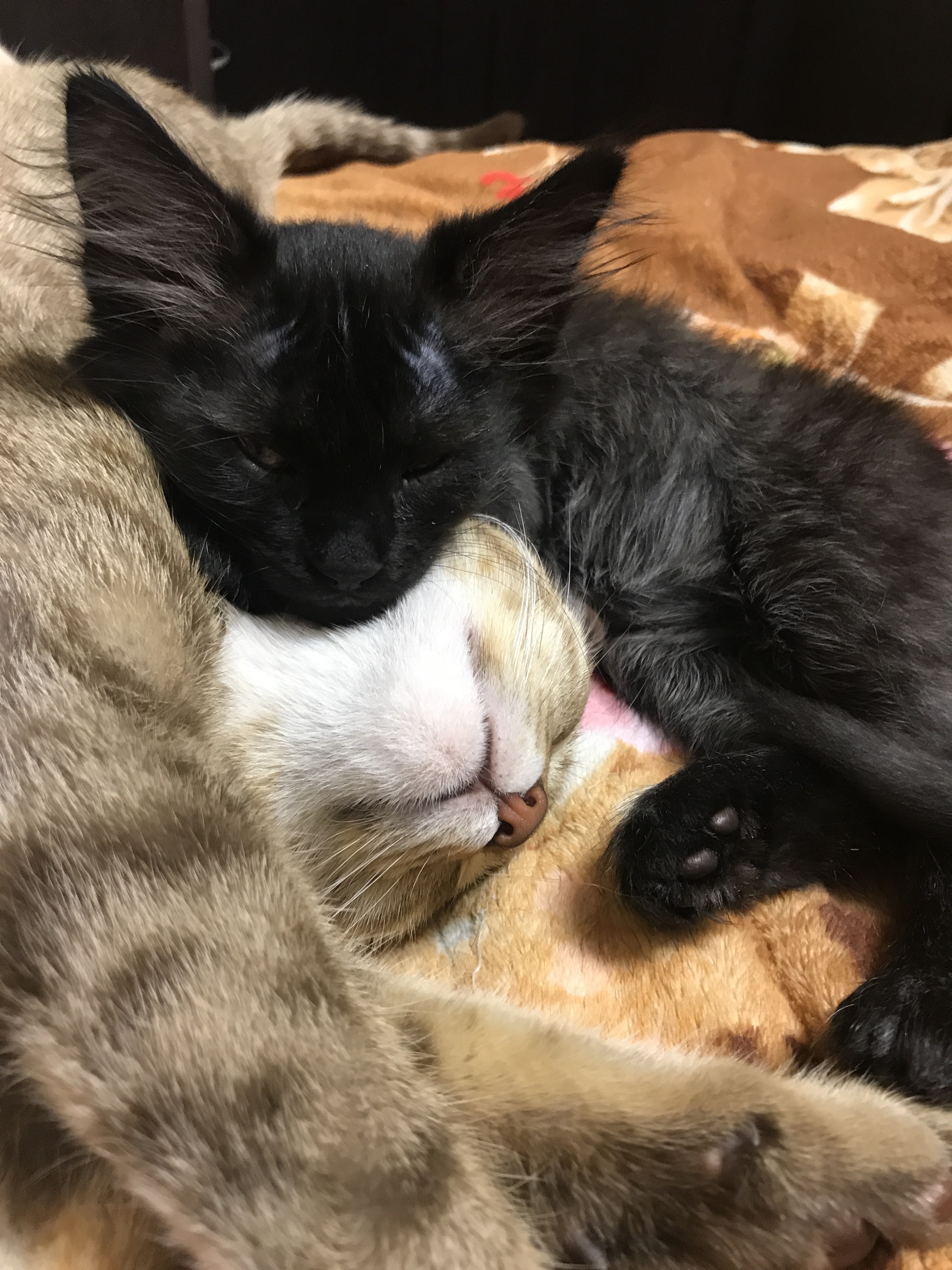 A little tenderness in the ribbon - My, cat, Kittens, Black cat, Longpost