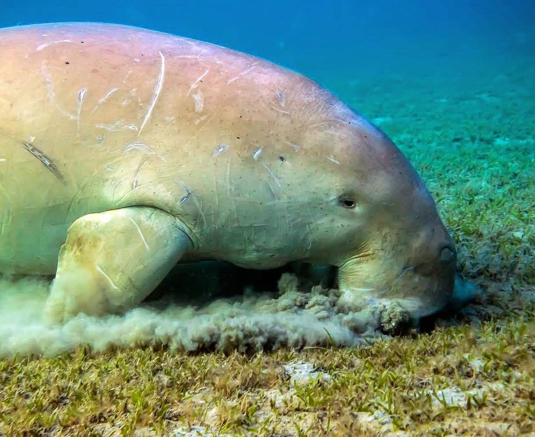 Sea Maiden - Rare view, Dugong, Wild animals, wildlife, Africa, The photo, Underwater photography