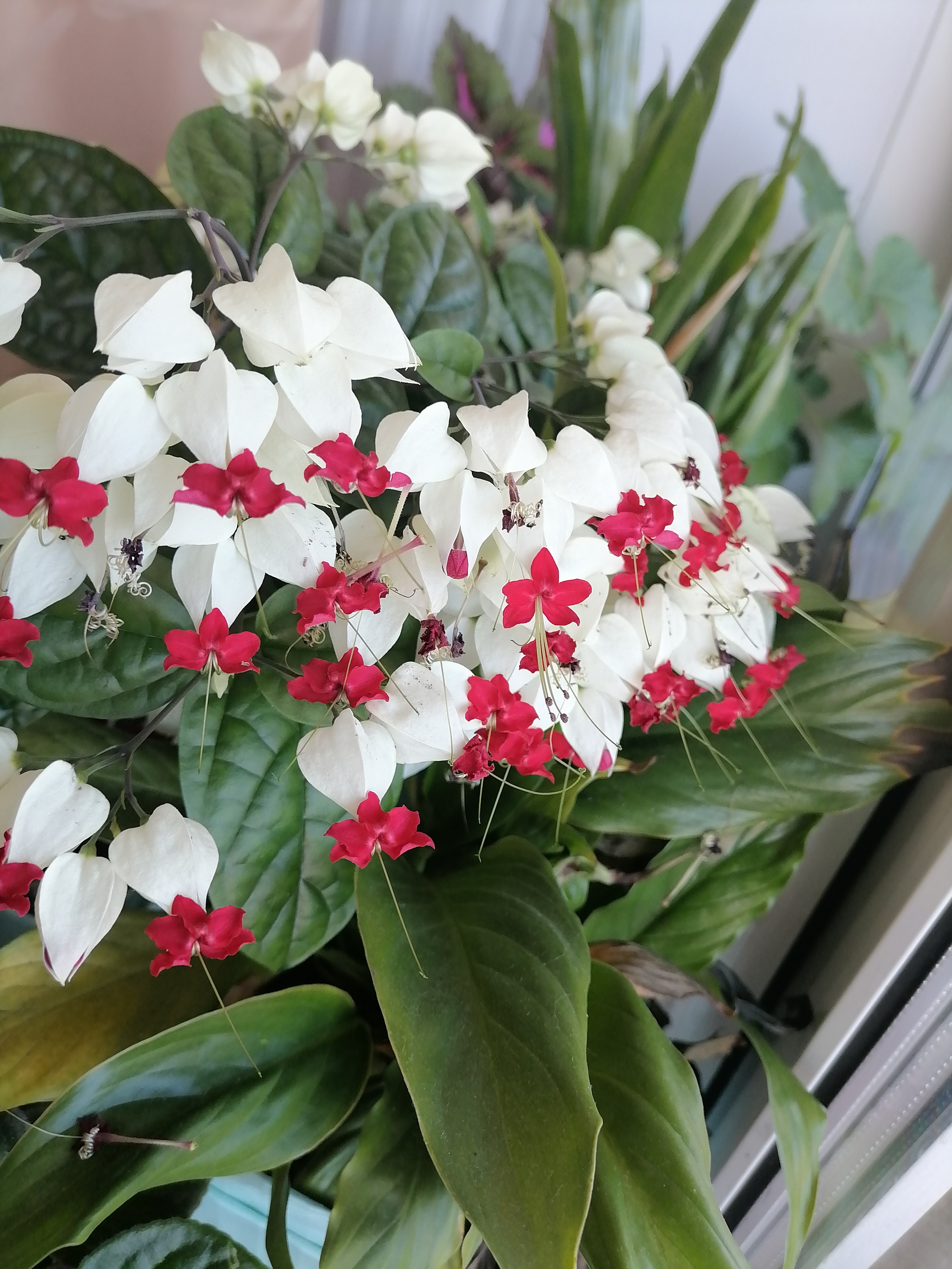 Flowering of Clerodendrum :) - My, Flowers, Bloom, Brightness, Longpost