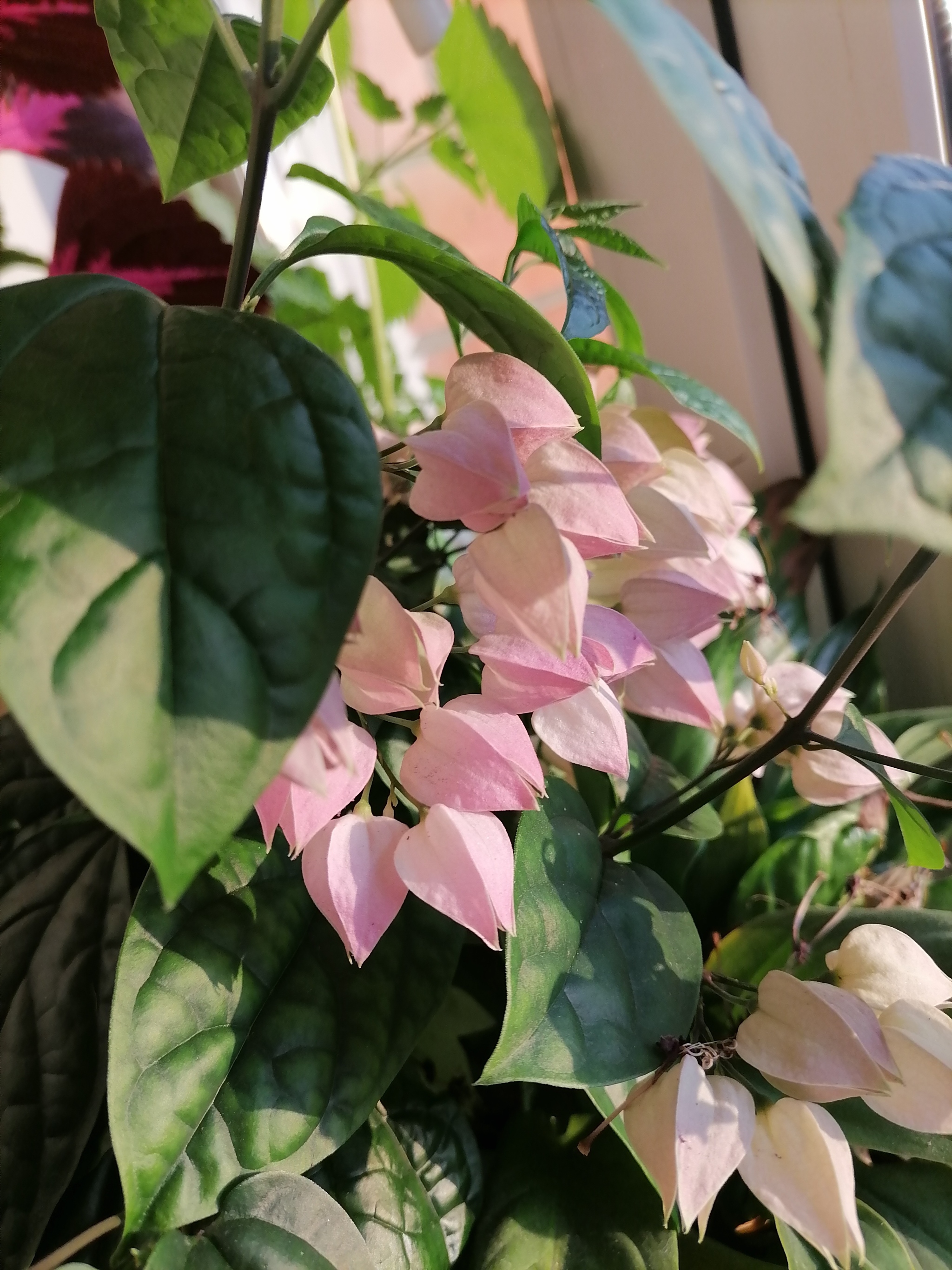 Flowering of Clerodendrum :) - My, Flowers, Bloom, Brightness, Longpost