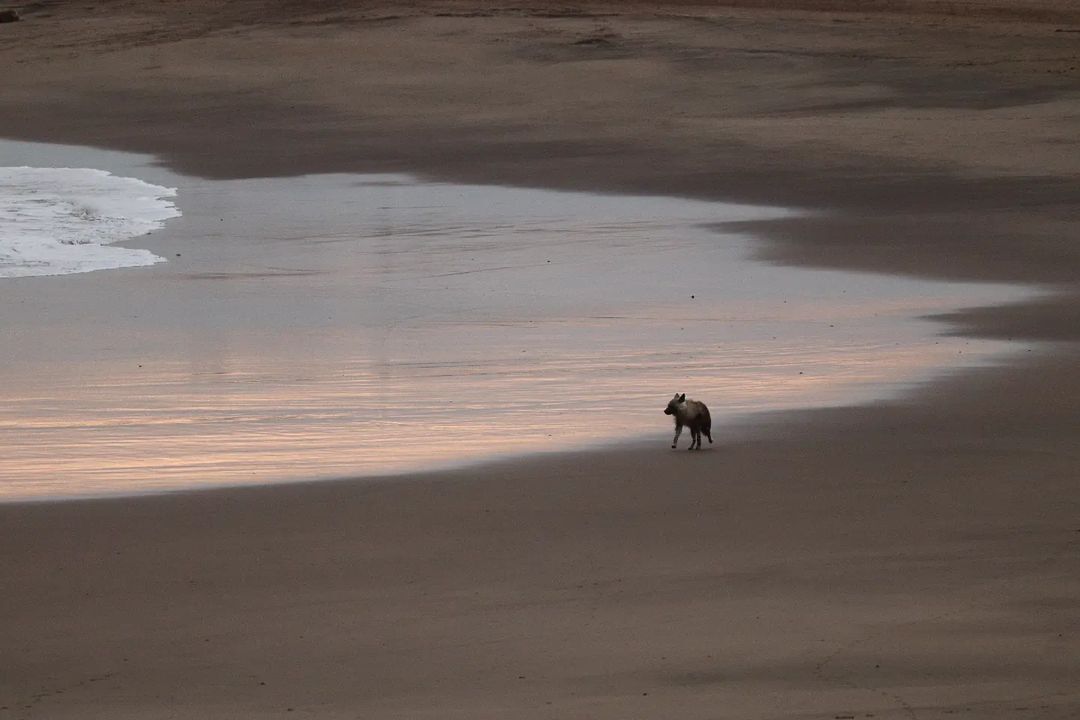 A brown hyena running at the edge of the sea - Hyena, Brown hyena, Predatory animals, Wild animals, wildlife, Namibia, South Africa, The photo, Beach, Sea