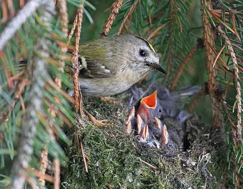 Yellow-headed kinglet: After an hour of starvation, this bird dies of exhaustion. Difficulties of survival of the smallest bird in Europe - Goldcrest, Goldcrest, Animal book, Yandex Zen, Birds, Longpost