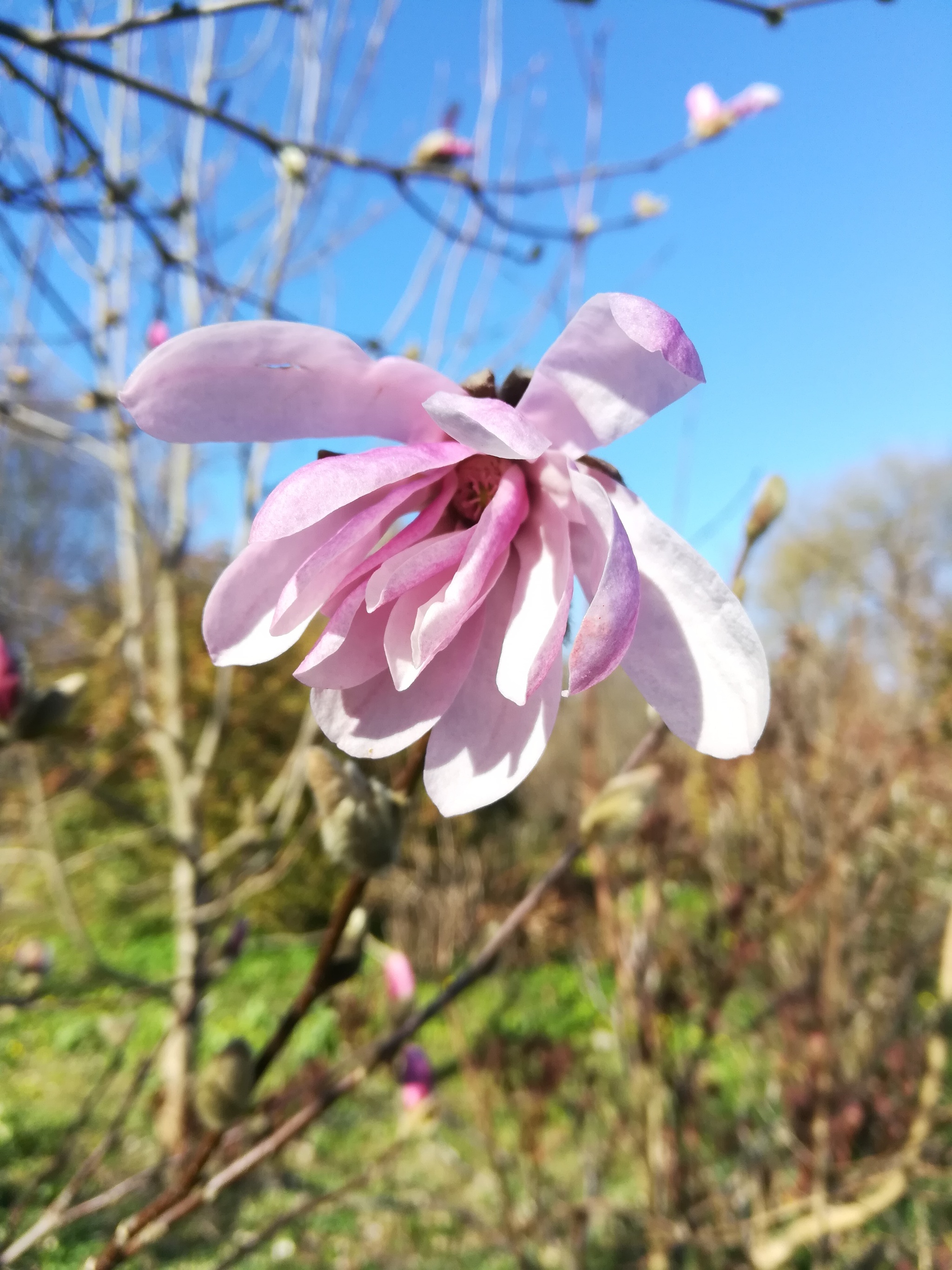 Botanical Garden of BFU named after Kant - My, Kaliningrad, Spring, Flowers, Magnolia, Botanical Garden, Ramson, Walk, Mobile photography, Longpost