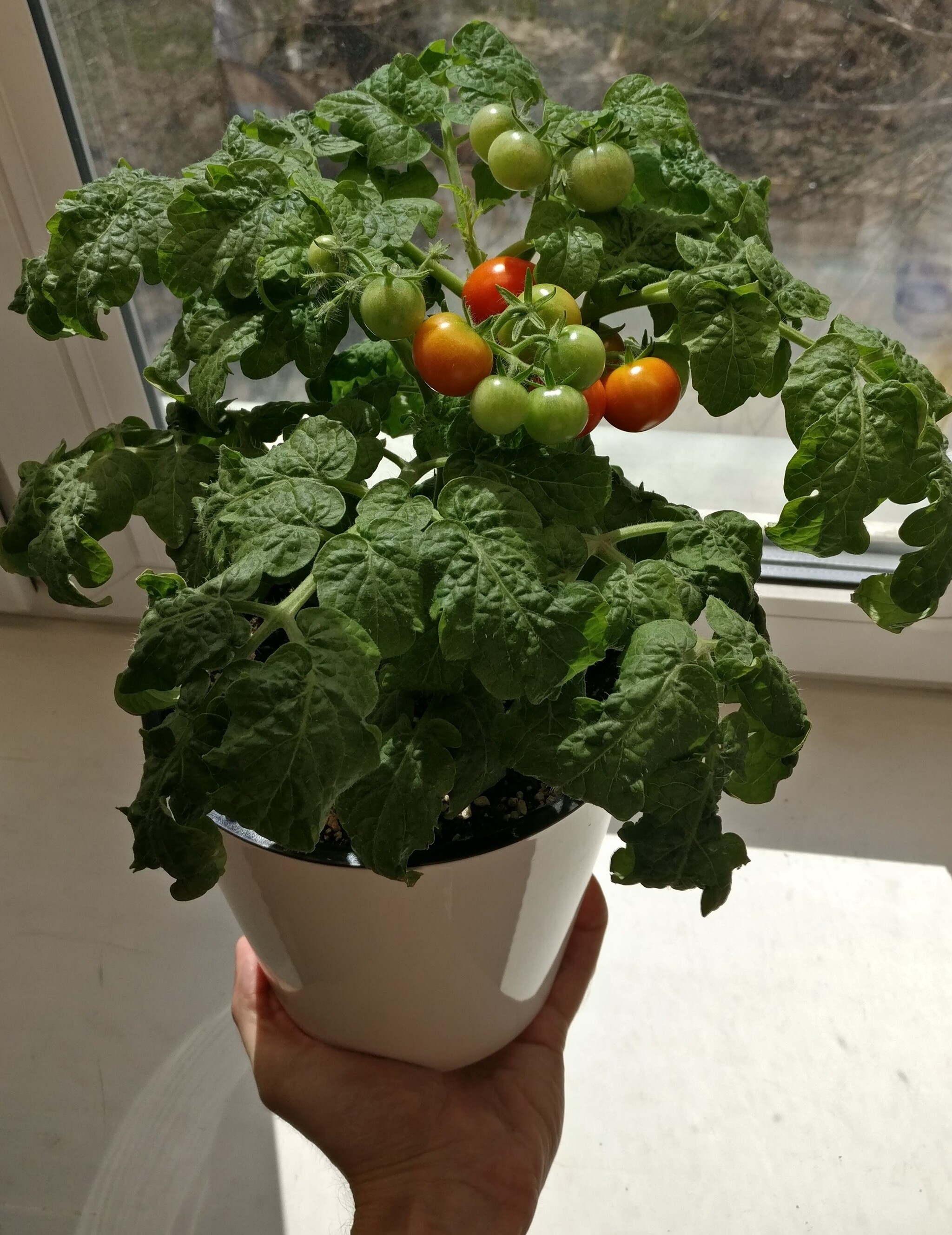 Little tomato to the sun is happy - My, Cherry tomatoes, Plant growing, Vegetable garden on the windowsill, Tomatoes