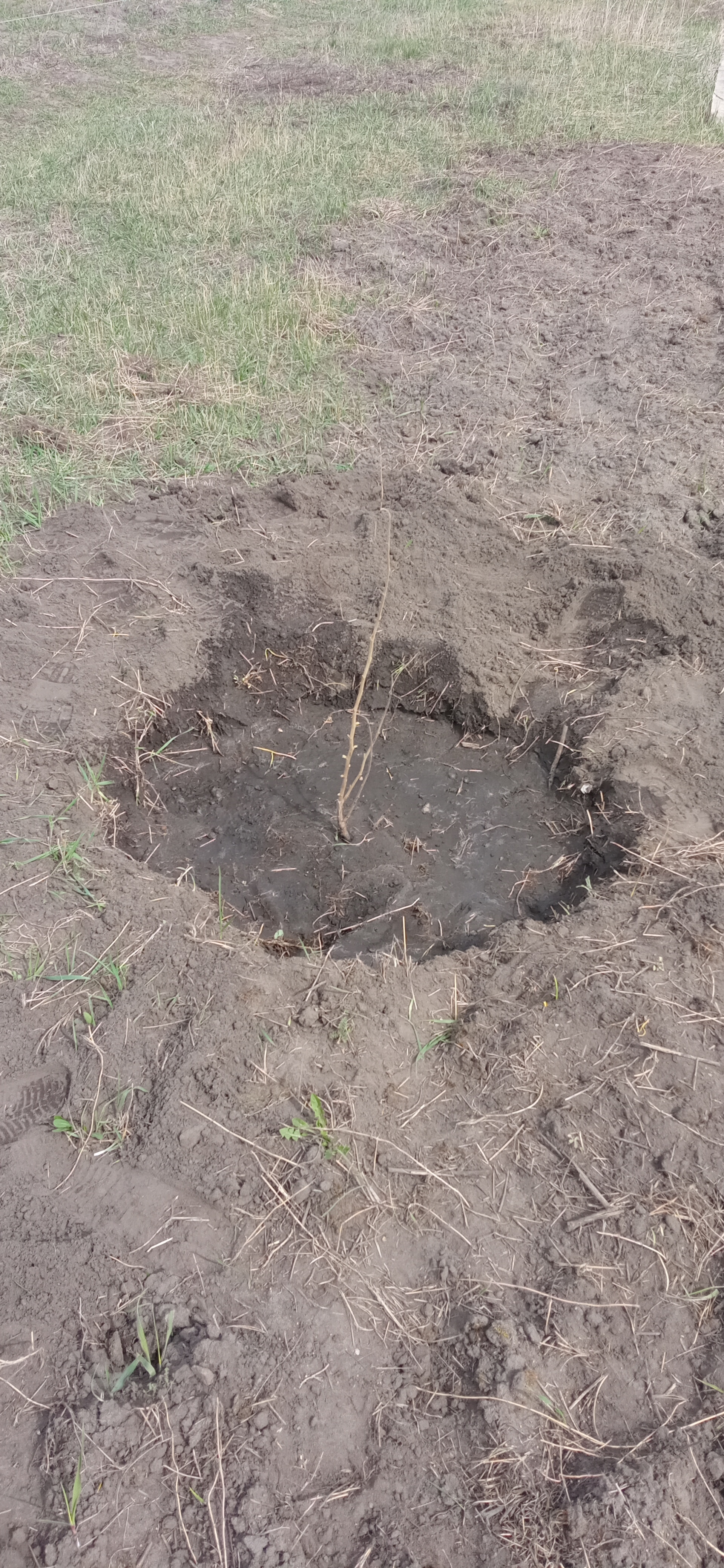 Don't understand me - My, Garden, Youth, Tree, Dacha, Mat, Longpost