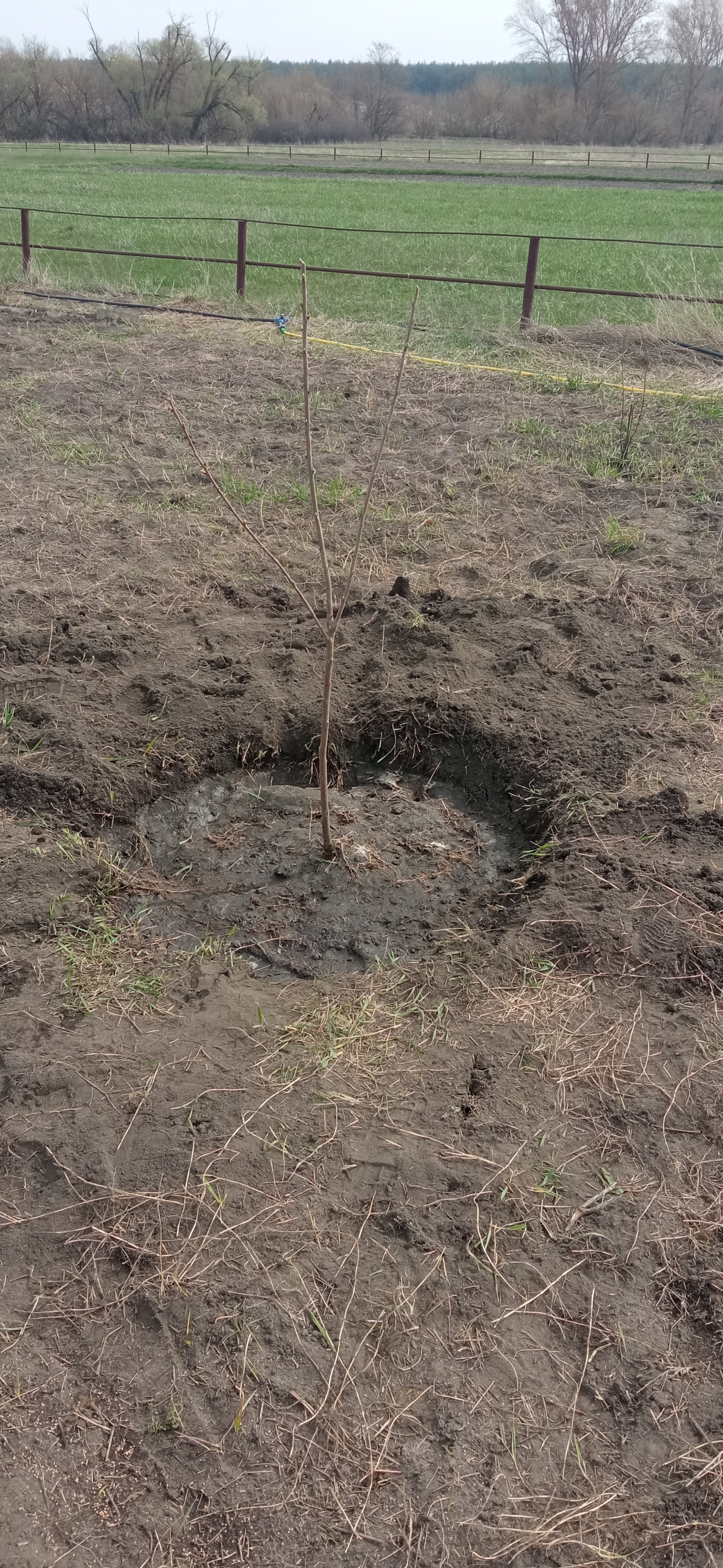 Don't understand me - My, Garden, Youth, Tree, Dacha, Mat, Longpost