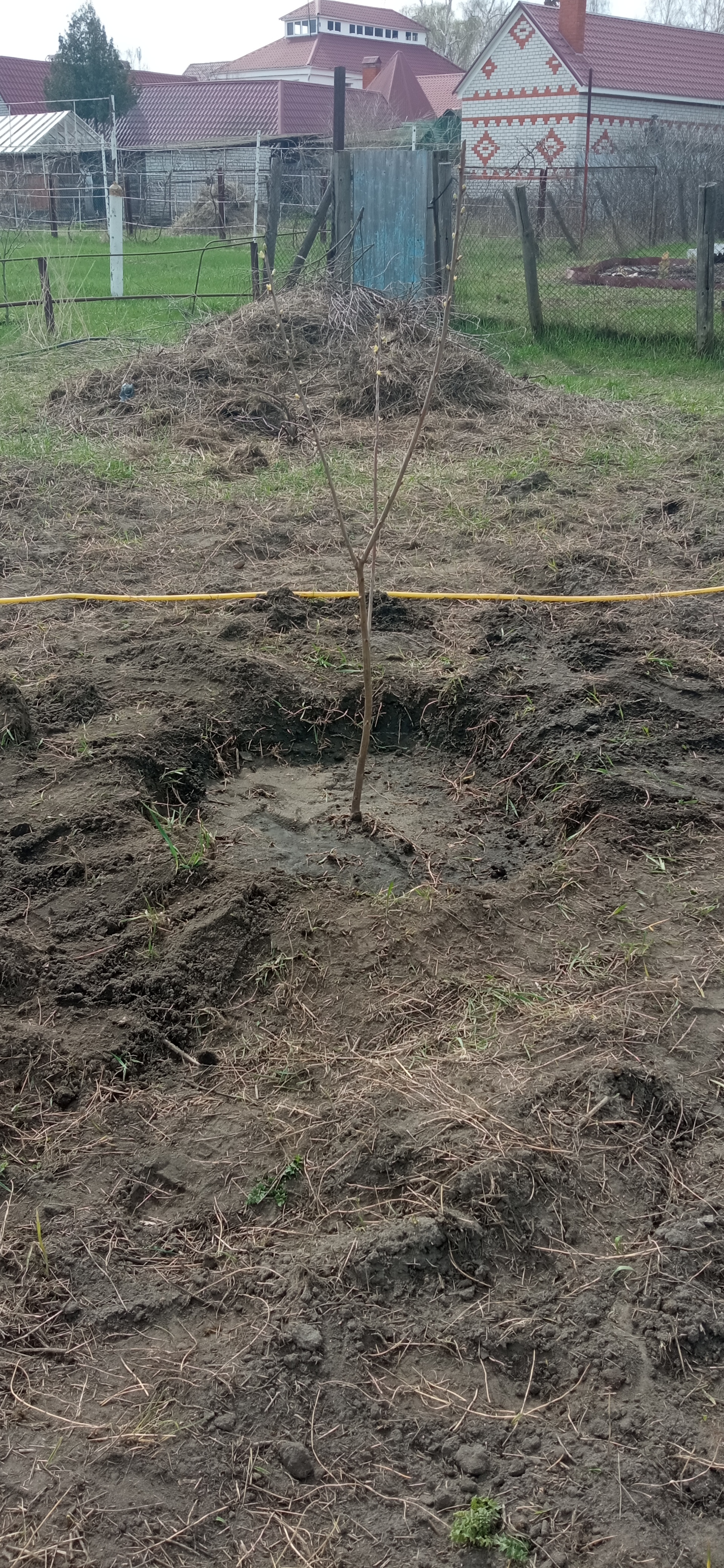 Don't understand me - My, Garden, Youth, Tree, Dacha, Mat, Longpost