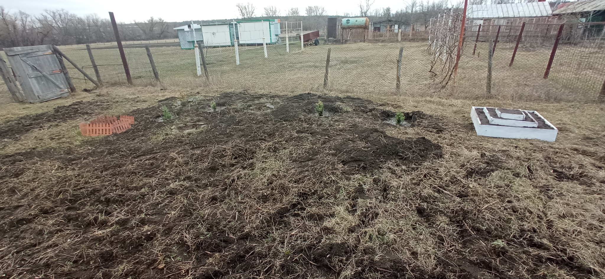 Don't understand me - My, Garden, Youth, Tree, Dacha, Mat, Longpost