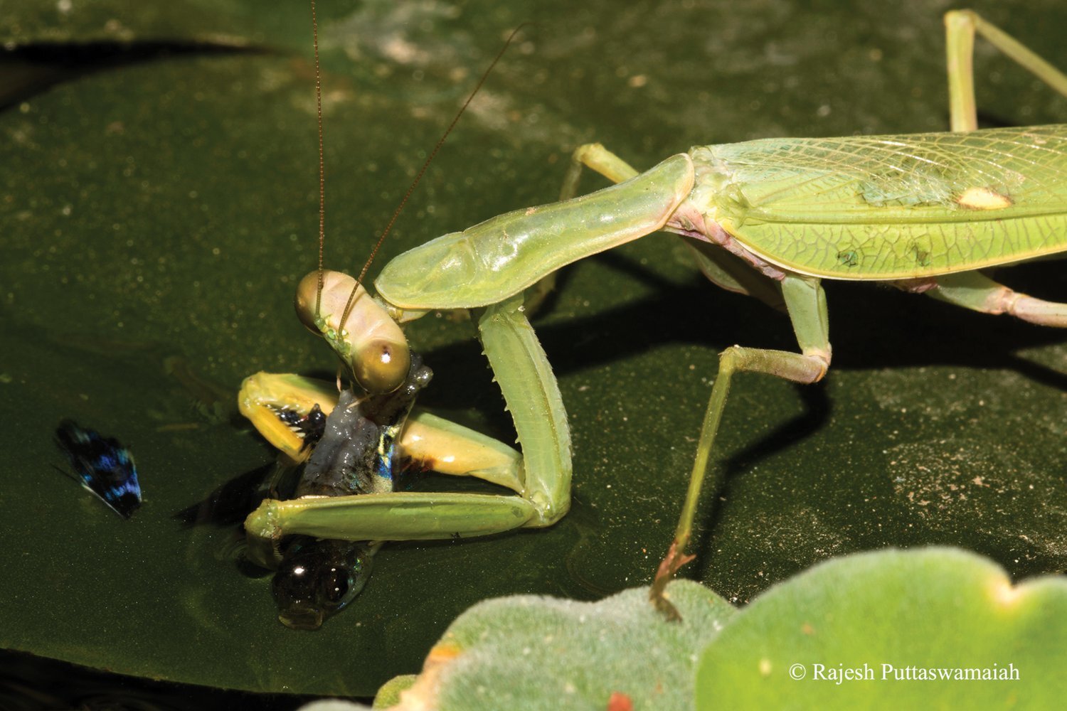 Fish catches a bird and 4 more stories about unusual victims of predators - Predatory animals, Wild animals, Hunting, Crab, Birds, Mantis, Insects, Crocodiles, Reptiles, Spider, Mining, Informative, A fish, Video, Youtube, Longpost