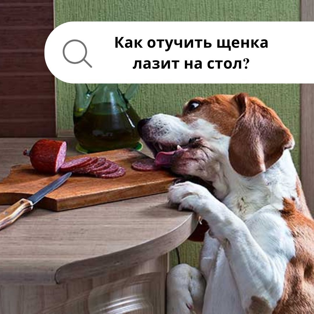 Вопрос- как отучить щенка залазить на кухонный диван? | Пикабу