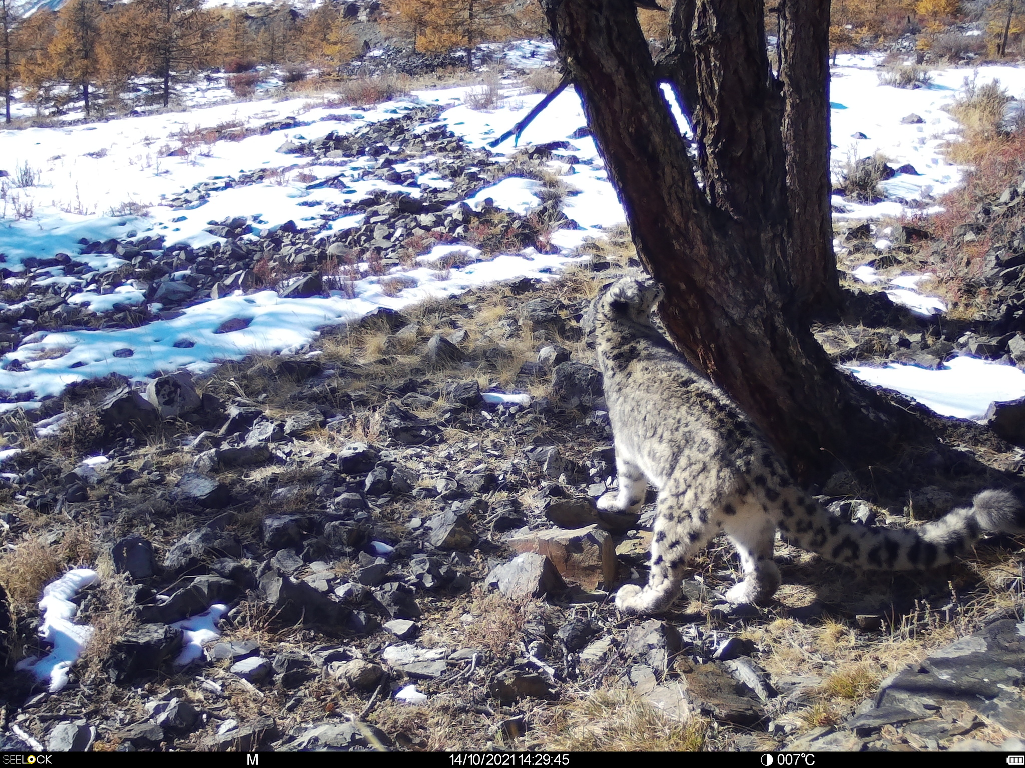 The oldest snow leopard in Russia named Khorgay is alive and well - Snow Leopard, Big cats, Cat family, Predatory animals, Wild animals, Phototrap, Rare view, Red Book, Reserves and sanctuaries, Altai Mountains, Good news, Tyva Republic, Mongolia, Fluffy, Video, Youtube, Longpost
