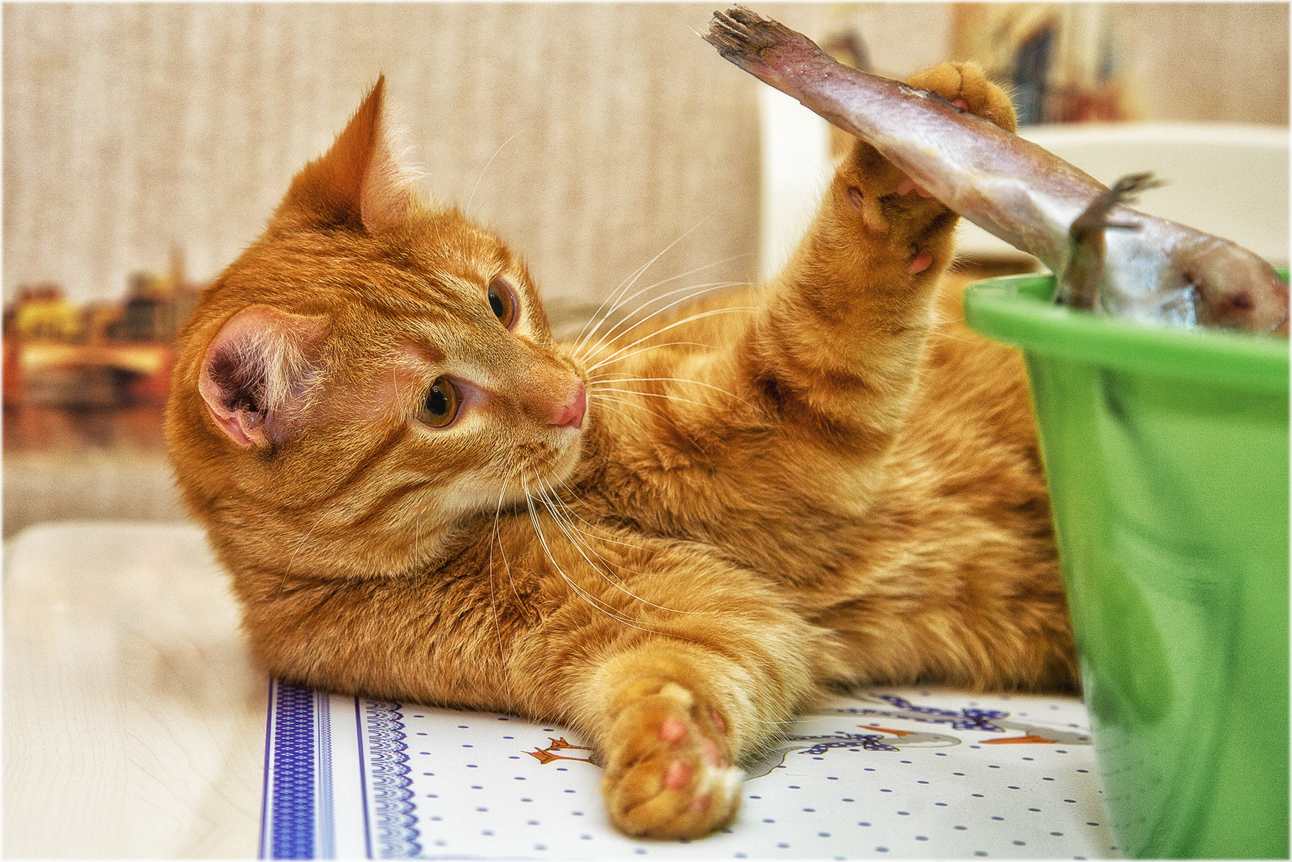 Cat Garfield (8 months) - My, cat, Milota, Canon 5D, A fish, Kus, Redheads, Longpost