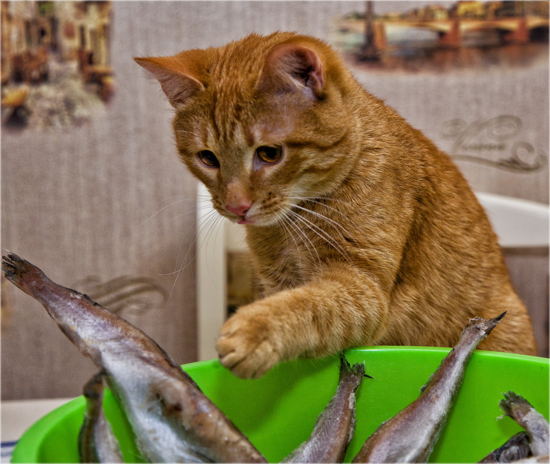 Cat Garfield (8 months) - My, cat, Milota, Canon 5D, A fish, Kus, Redheads, Longpost