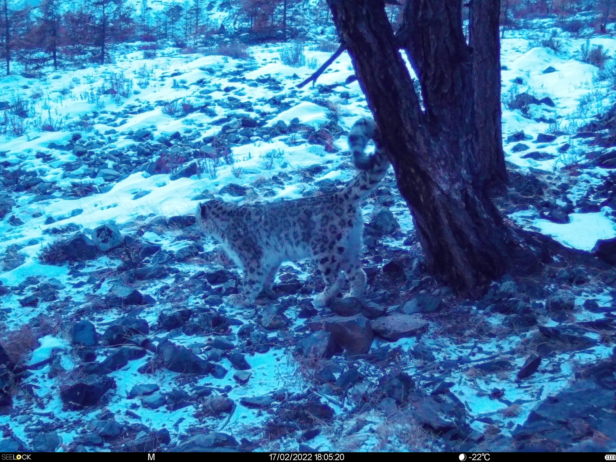 The oldest snow leopard in Russia named Khorgay is alive and well - Snow Leopard, Big cats, Cat family, Predatory animals, Wild animals, Phototrap, Rare view, Red Book, Reserves and sanctuaries, Altai Mountains, Good news, Tyva Republic, Mongolia, Fluffy, Video, Youtube, Longpost