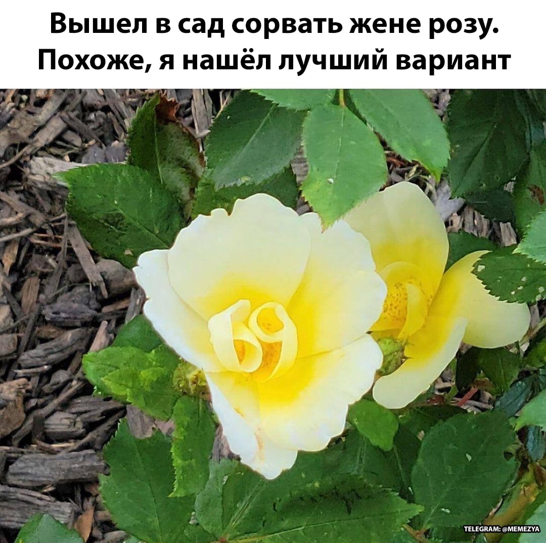 With a hint - the Rose, Flowers, 69, Picture with text, Repeat