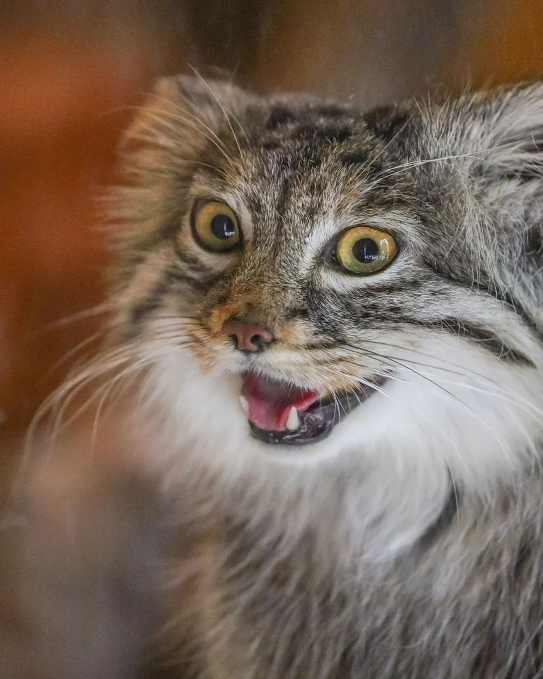 Have you seen the joyful manul? - Pallas' cat, Small cats, Cat family, Fluffy, Pet the cat, Predatory animals, Wild animals, Yokohama, Japan, Zoo, Rare view, Red Book, Positive