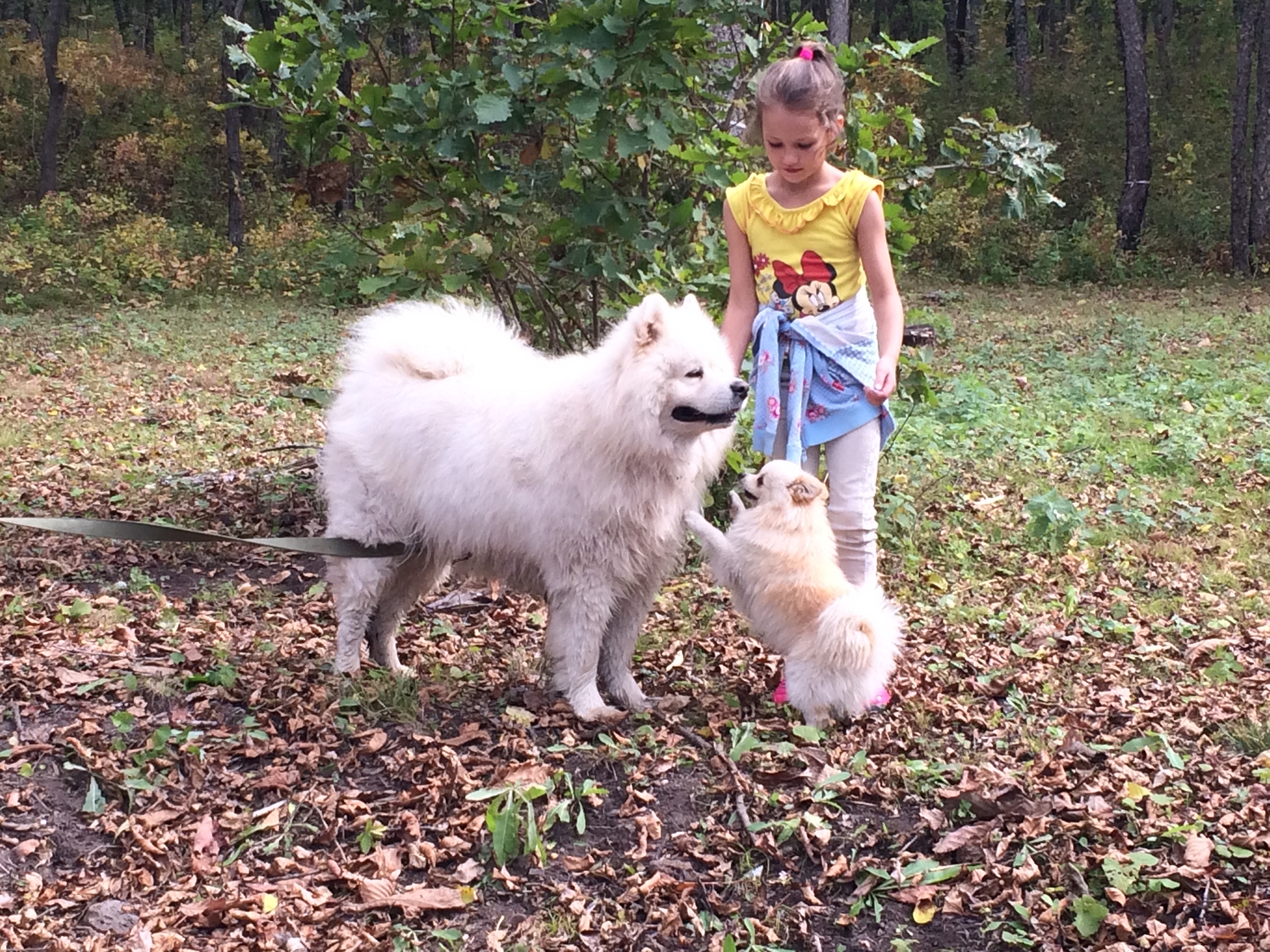 Response to the post Pamagiti... - My, Dog, Walk, Positive, Spring, Samoyed, Spitz, Reply to post