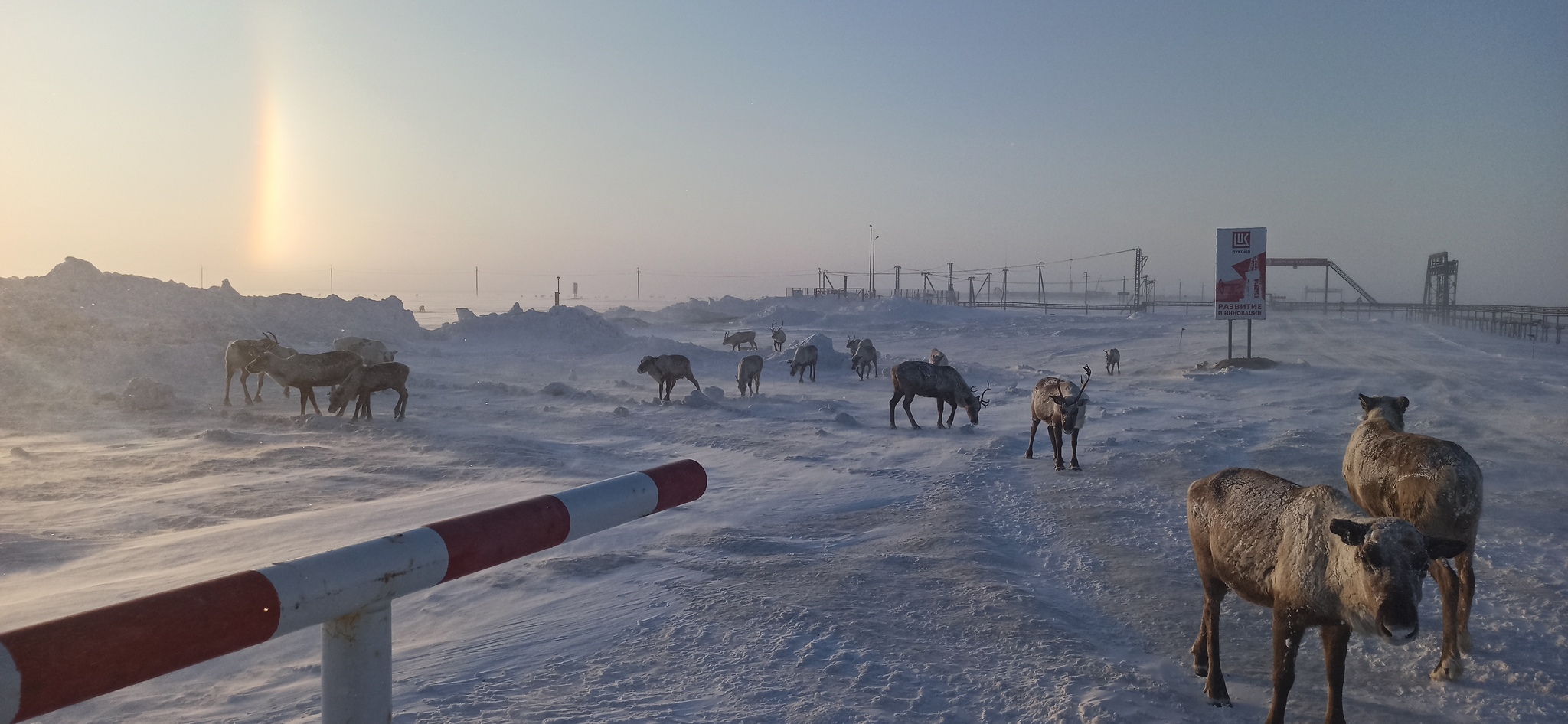 Reindeer - My, Far North, Deer, Watch, Morning, Longpost