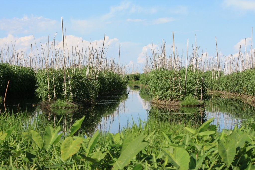 Floating gardens on Lake Inle - Informative, sights, Lake, Asia, Myanmar, Southeast Asia, The culture, Traditions, Garden, Agriculture, Сельское хозяйство, Longpost