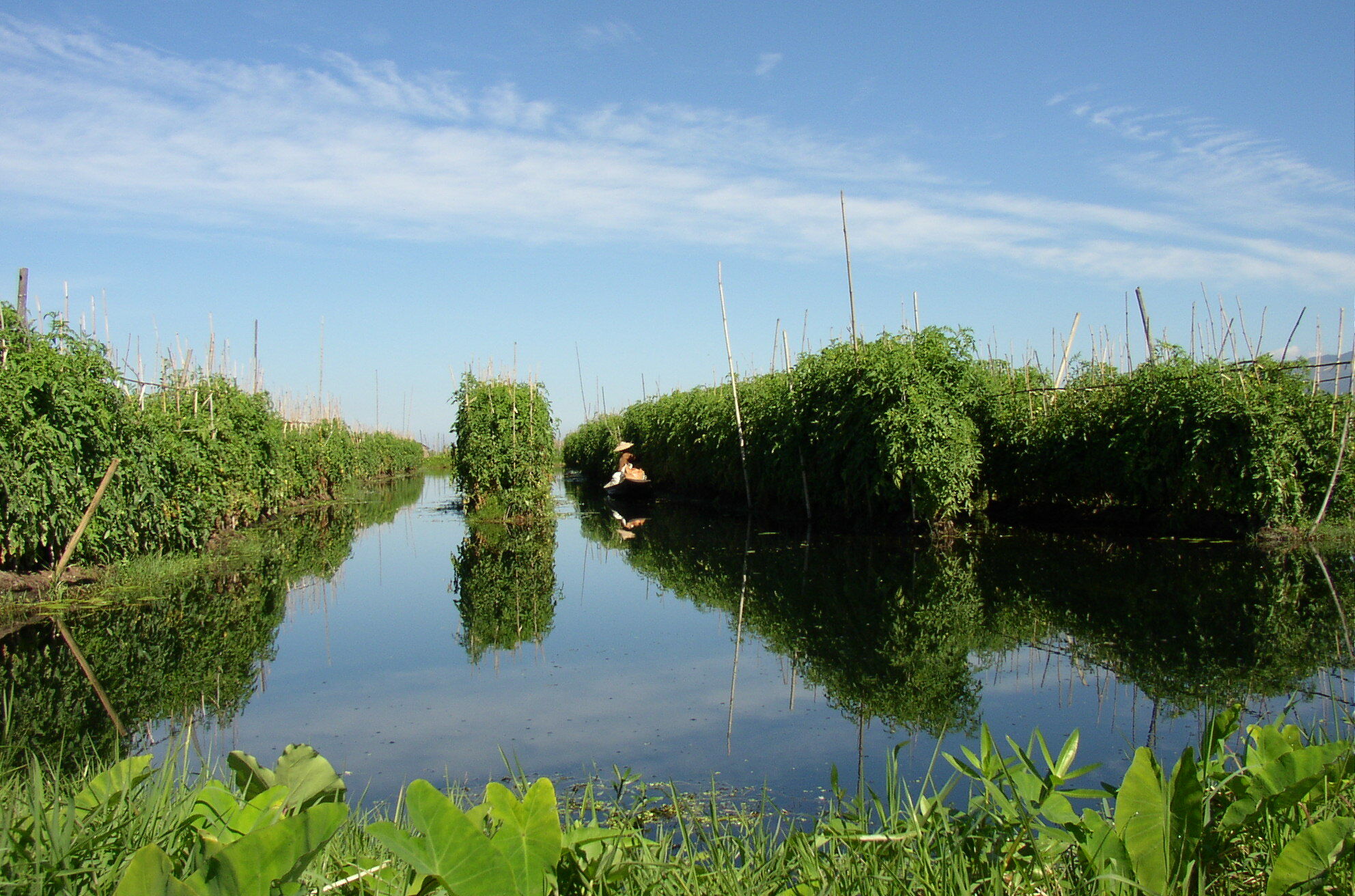 Floating gardens on Lake Inle - Informative, sights, Lake, Asia, Myanmar, Southeast Asia, The culture, Traditions, Garden, Agriculture, Сельское хозяйство, Longpost