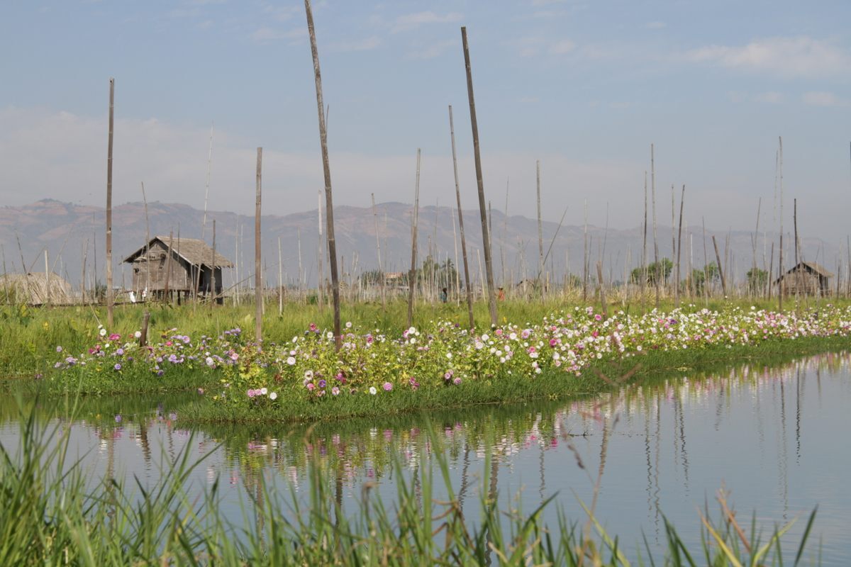 Floating gardens on Lake Inle - Informative, sights, Lake, Asia, Myanmar, Southeast Asia, The culture, Traditions, Garden, Agriculture, Сельское хозяйство, Longpost