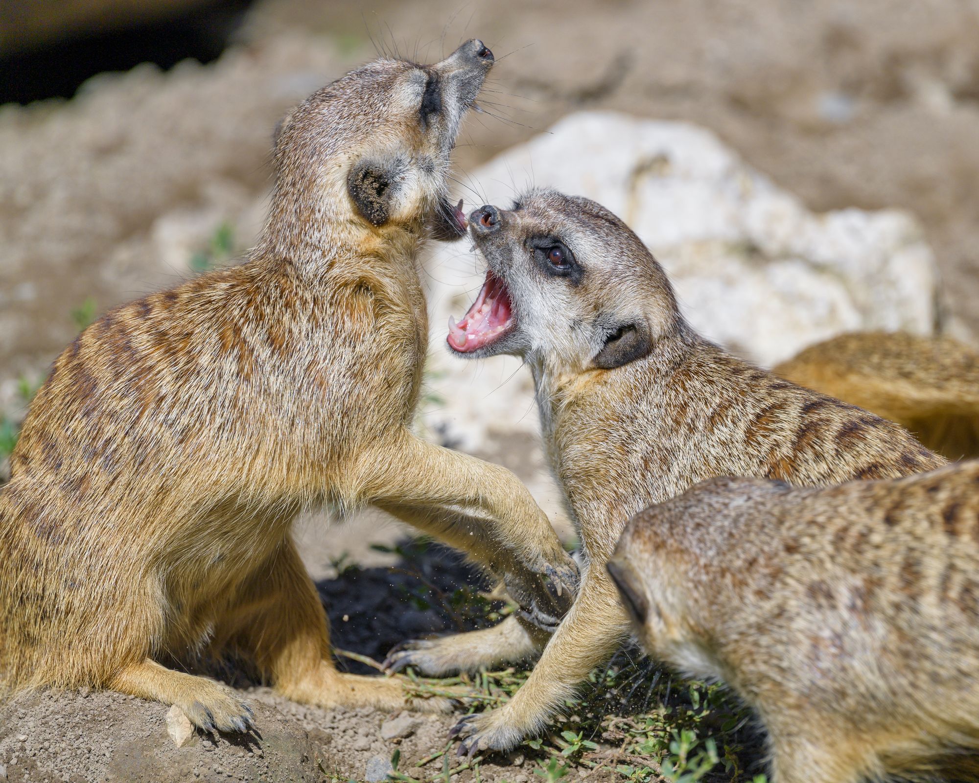 Meerkats - Meerkat, Predatory animals, Wild animals, Zoo, The photo, Longpost