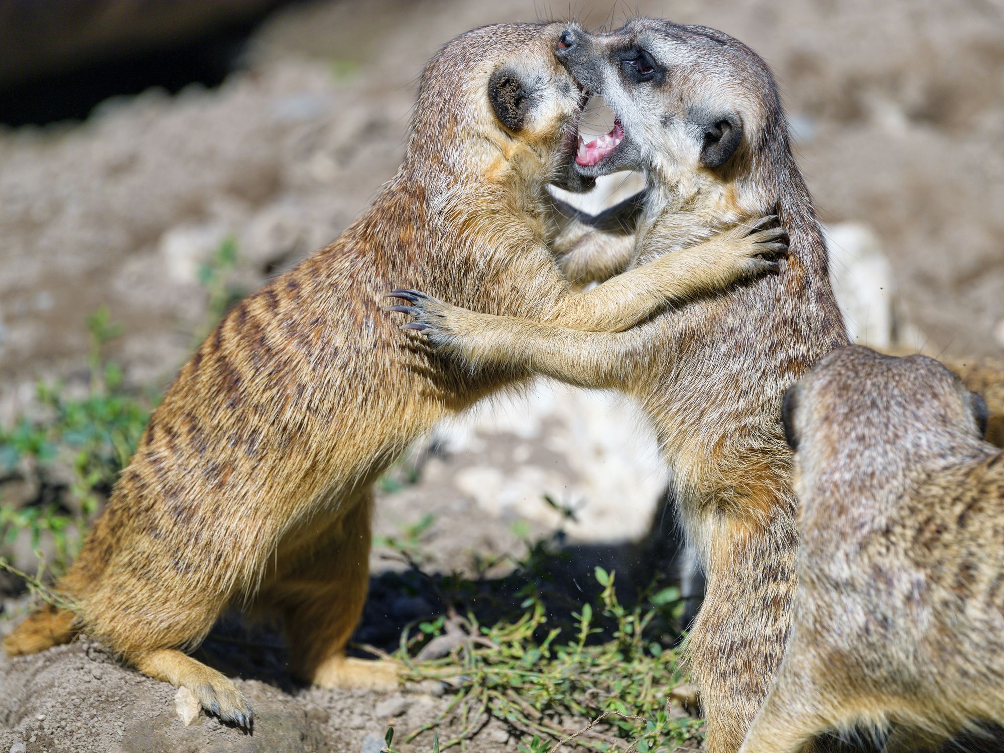 Meerkats - Meerkat, Predatory animals, Wild animals, Zoo, The photo, Longpost