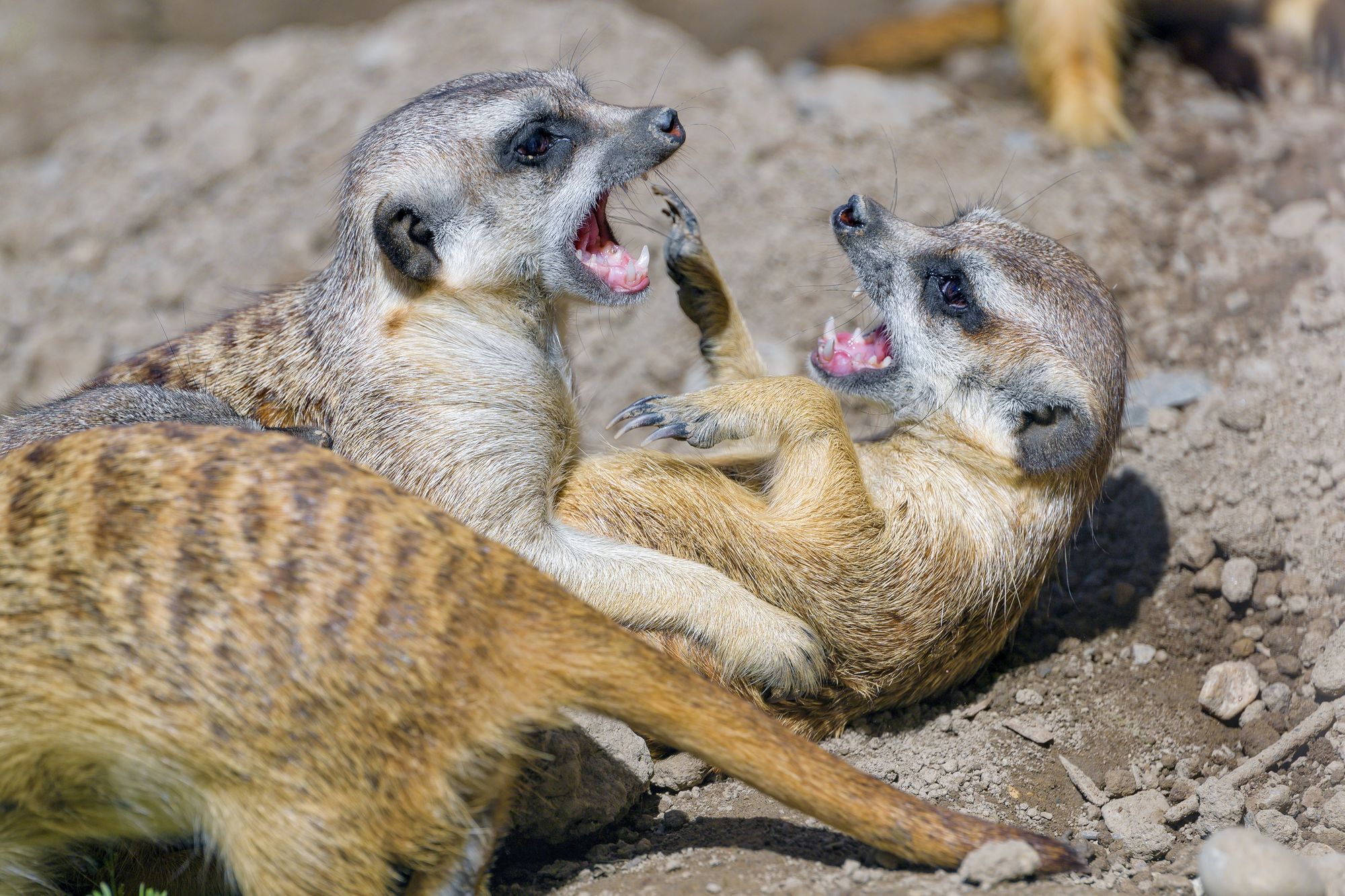 Meerkats - Meerkat, Predatory animals, Wild animals, Zoo, The photo, Longpost