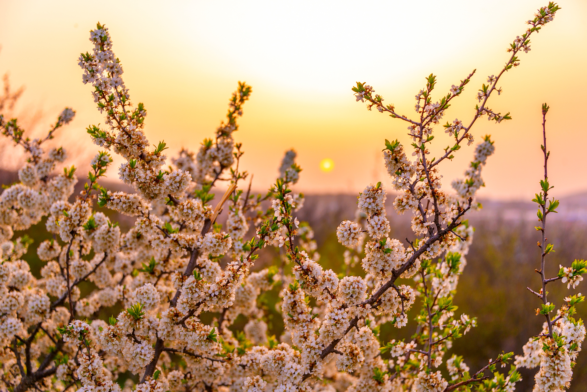 April Dawn - My, Landscape, Beshtau, Nature, The photo, Caucasian Mineral Waters, dawn, April, Longpost