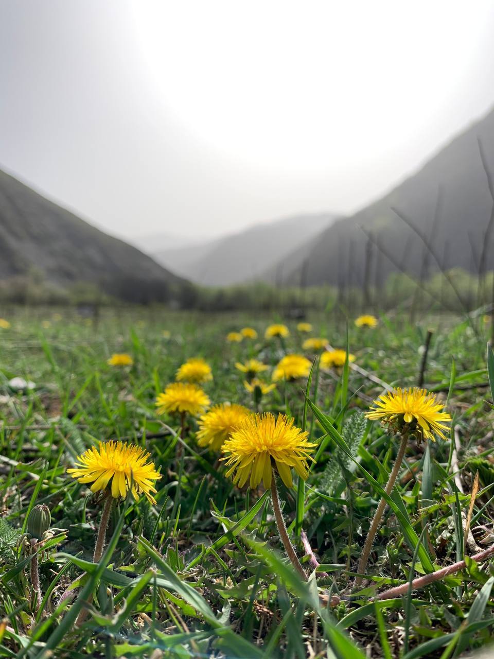 Spring - Spring, Dandelion, Mobile photography