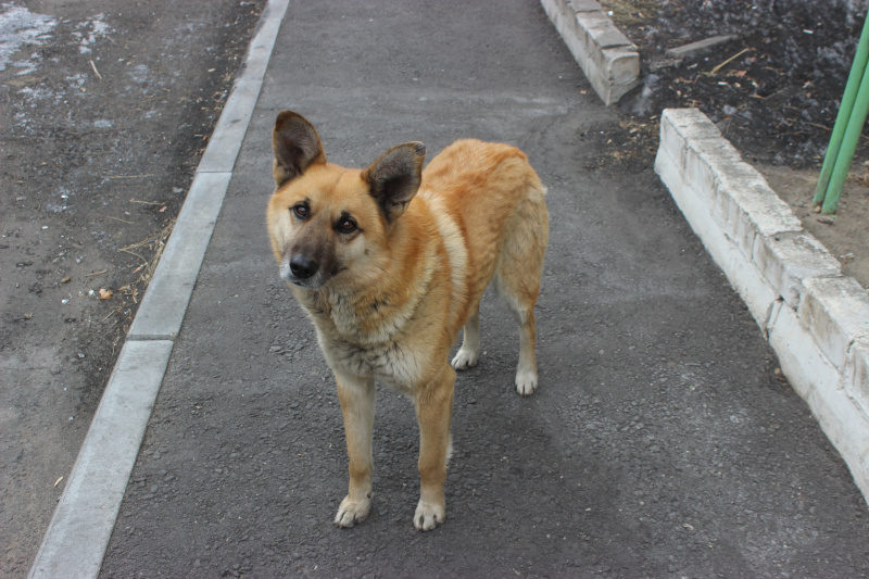 A resident of Shymanovsk said that she was bitten by a stray dog - Dog, Homeless animals, Stray dogs, Burmatov, Longpost