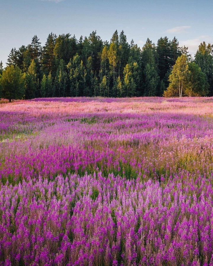 Иван чай поле фото